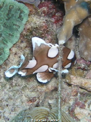 Harlekinfish by Hansruedi Wuersten 